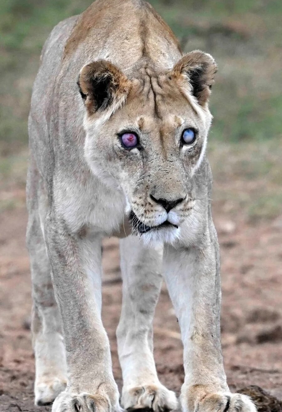 눈을 잃고 의안을 심은 암사자가 무리에서 살아남은 이유_2.jpg
