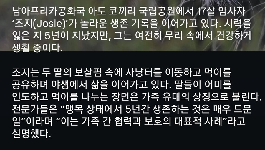 눈을 잃고 의안을 심은 암사자가 무리에서 살아남은 이유_3.jpg
