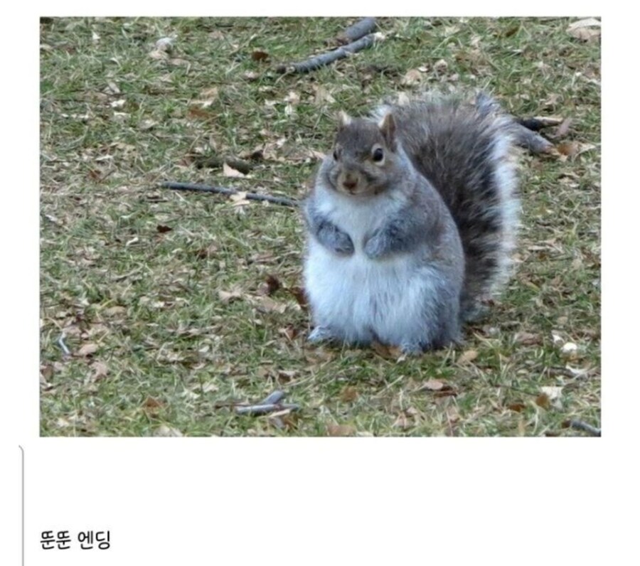 할로윈 때 미국에서 내버린 호박이 자연에 끼치는 영향_1.jpg