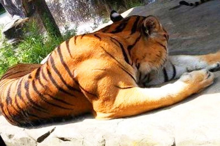 호랑이 근육_1.jpg