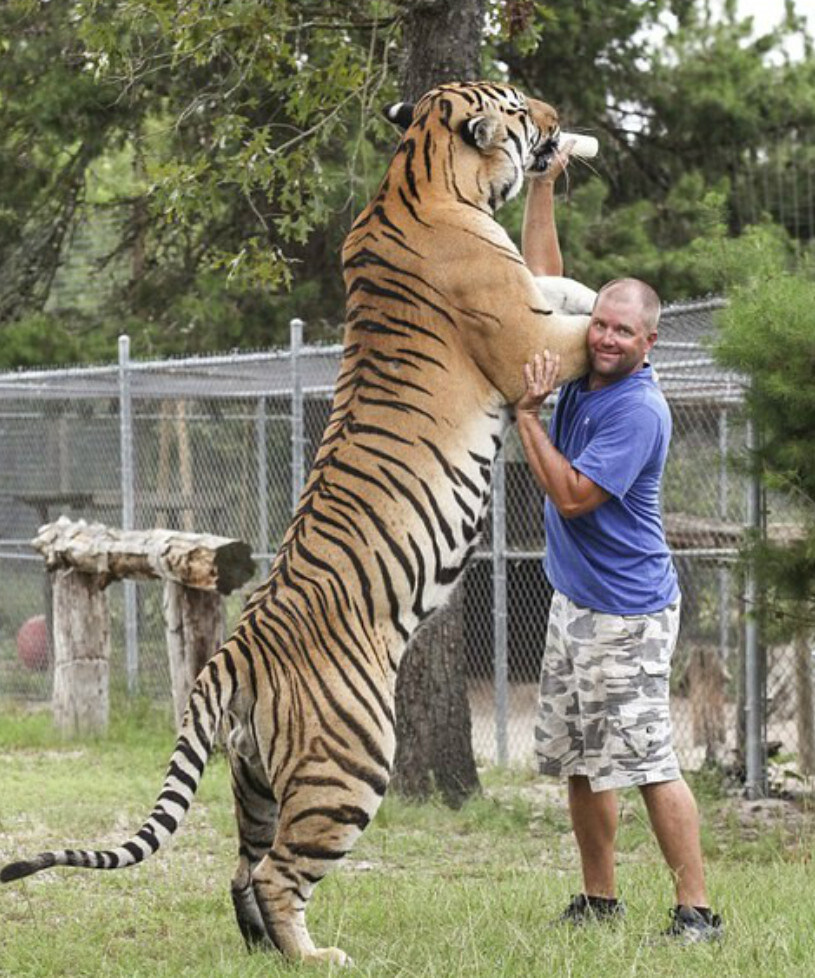 시베리안 호랑이 크기 체험_1.jpg