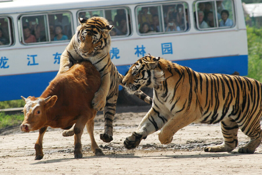 시베리안 호랑이 크기 체험_2.jpg