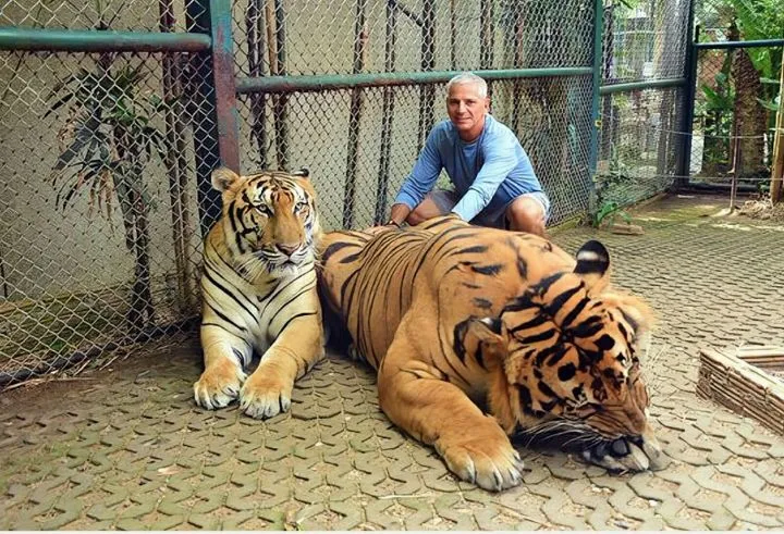 시베리안 호랑이 크기 체험_4.webp