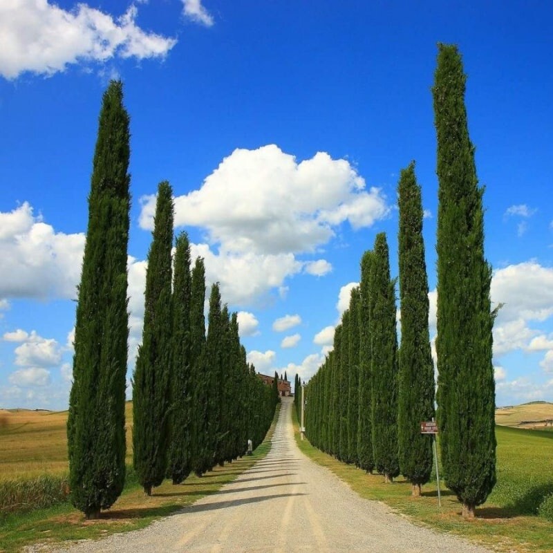 유럽 부자동네에 많은 나무_8.jpg