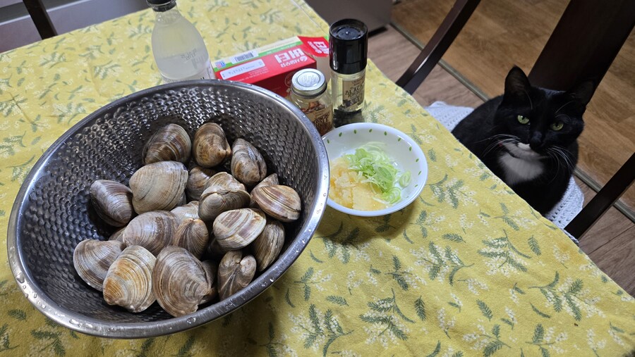 야옹이랑 낮술 한잔함_1.jpg