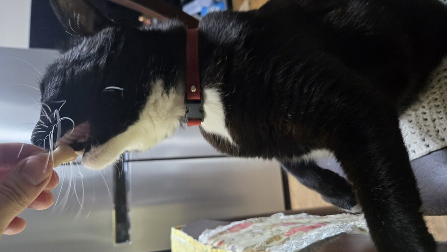 야옹이랑 낮술 한잔함_4.jpg