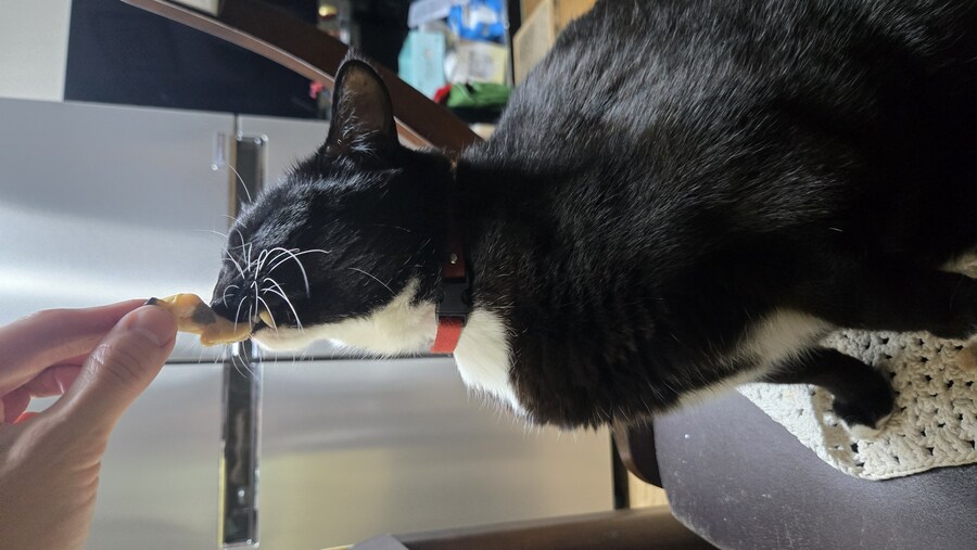 야옹이랑 낮술 한잔함_8.jpg