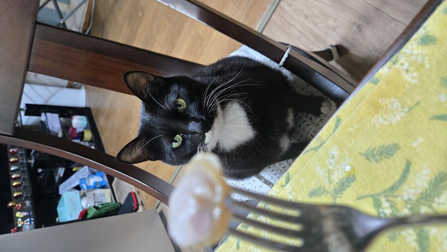 야옹이랑 낮술 한잔함_9.jpg