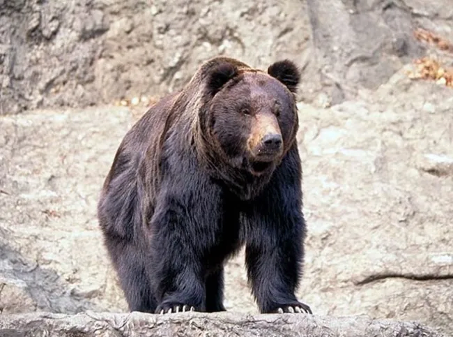 우리나라가 절대로 일본을 못이기는 것_1.webp