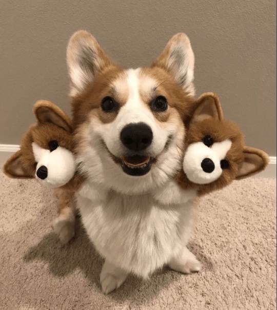 귀여운 케르베로스_2.jpg