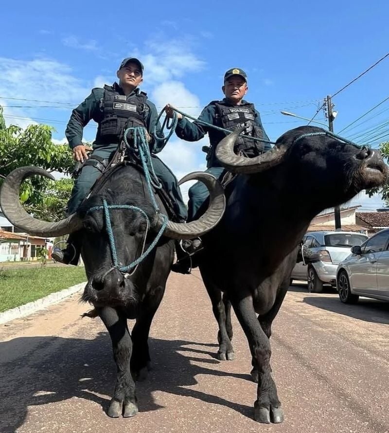 브라질에 있는 물소기동대_4.jpg