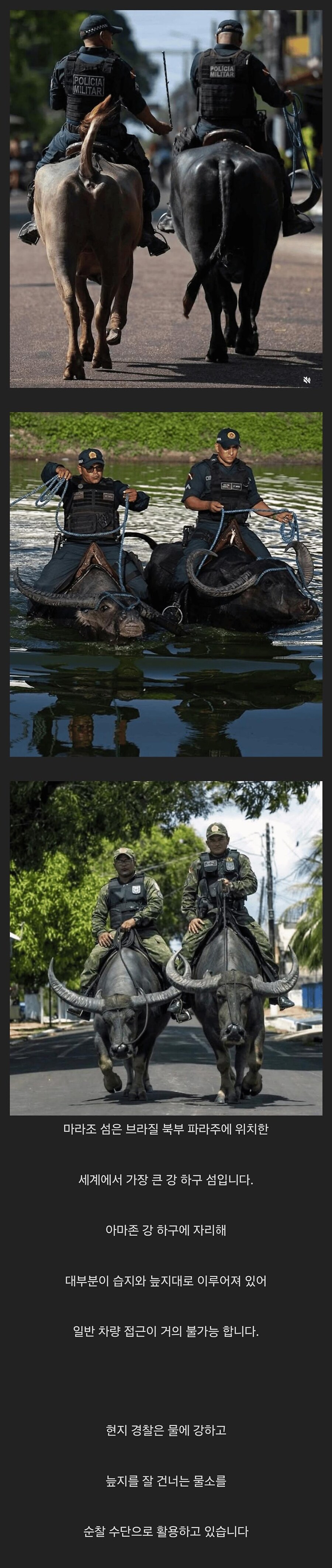브라질에 있는 물소기동대_5.jpg