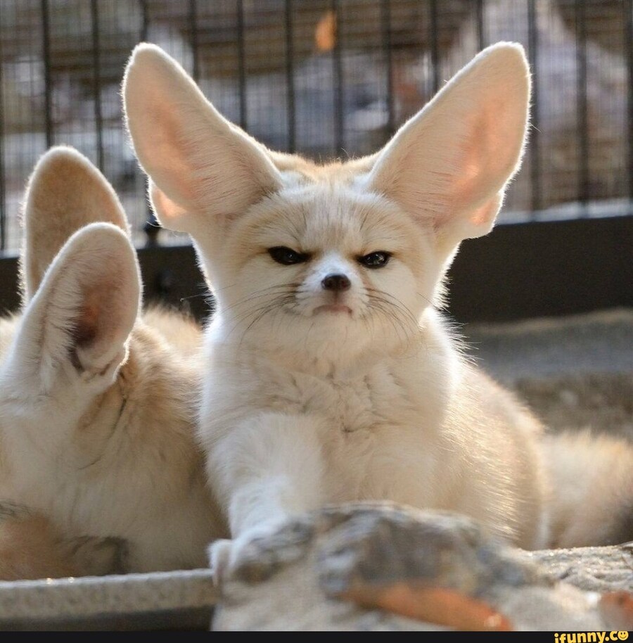 너희들 페넥여우가 화난거 봤어?_3.jpg