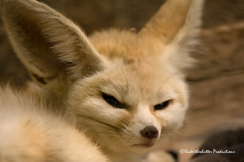 너희들 페넥여우가 화난거 봤어?_4.jpg