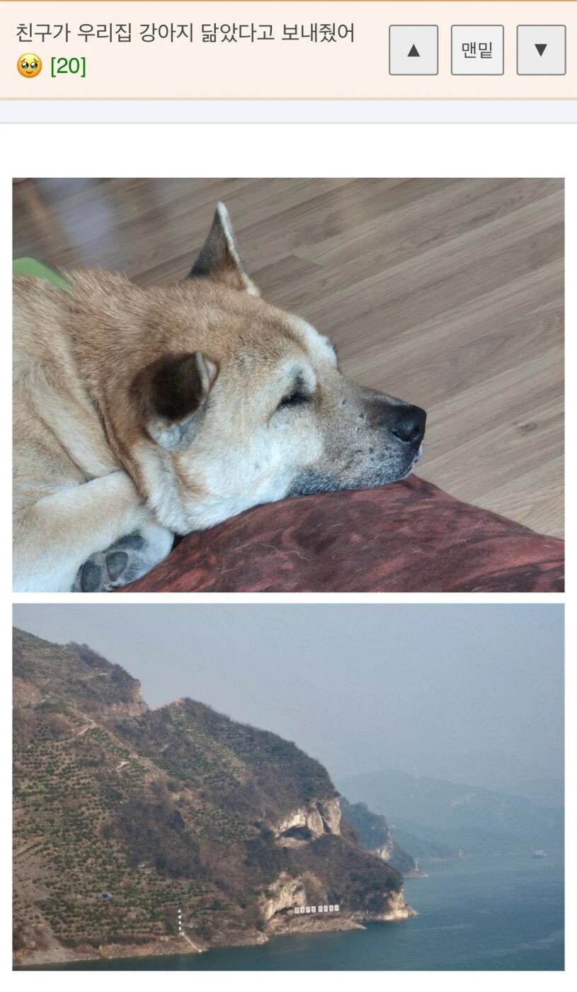 친구가 우리집 강아지 닮았다고 보내줬어_1.jpg