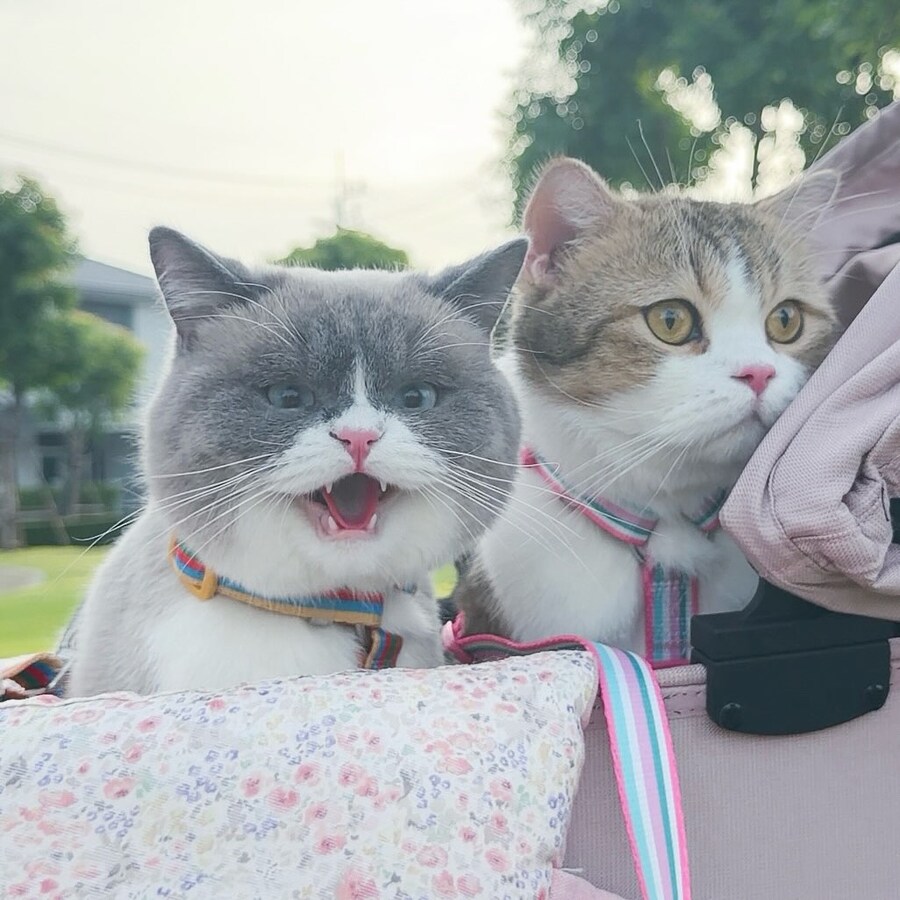 집사랑 마실 나온 냐옹이..._3.jpg