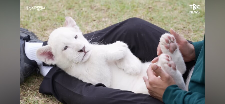 한국에서 태어난 아기 백사자 두마리_4.png