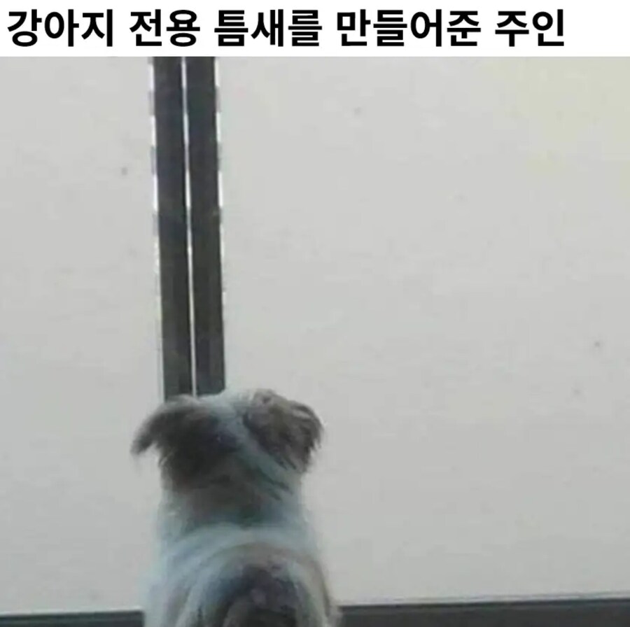 강아지를 위해 구멍낸 집주인_1.jpg