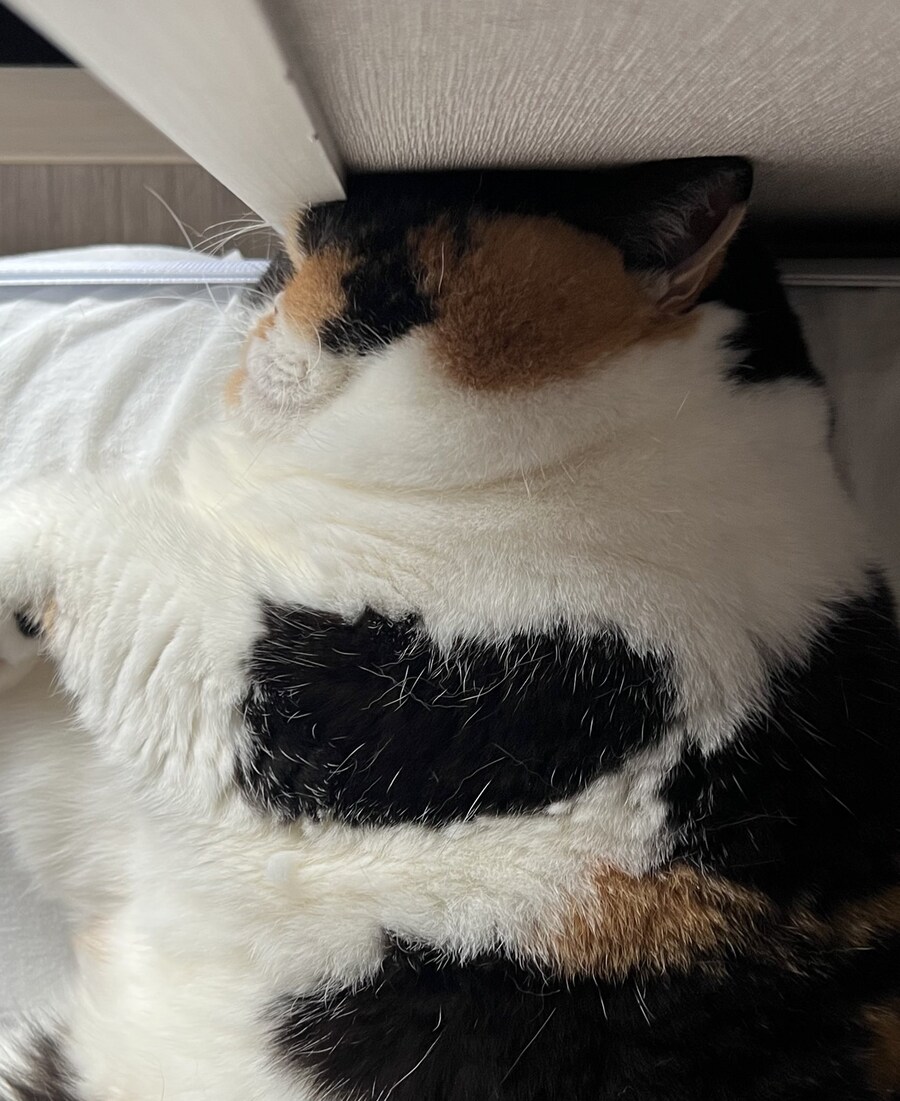 잔인한 고양이 확대.jpg_1.jpg