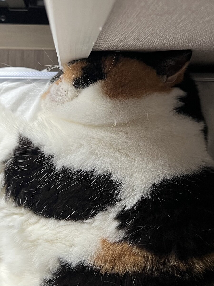 잔인한 고양이 확대.jpg_2.jpg