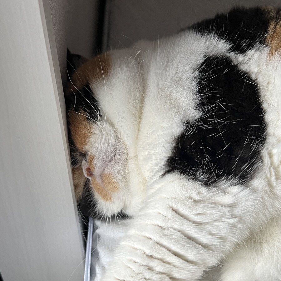 잔인한 고양이 확대.jpg_3.jpg