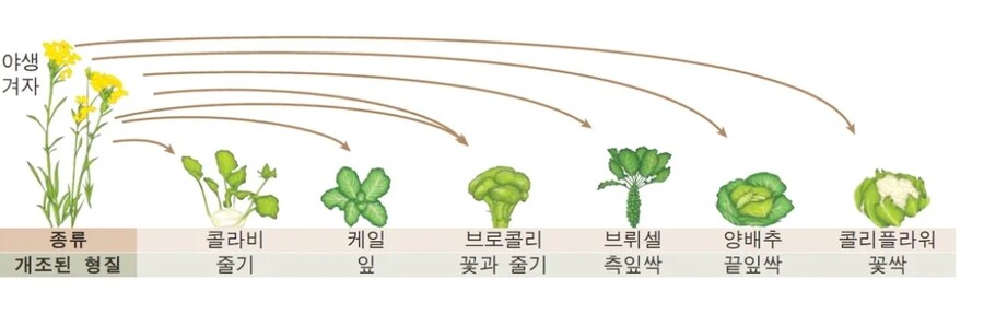 의외로 친척인 것들_1.jpg