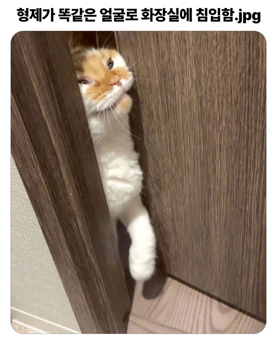똑같은 얼굴로 화장실 침입하는 형제냥이들.._1.jpg