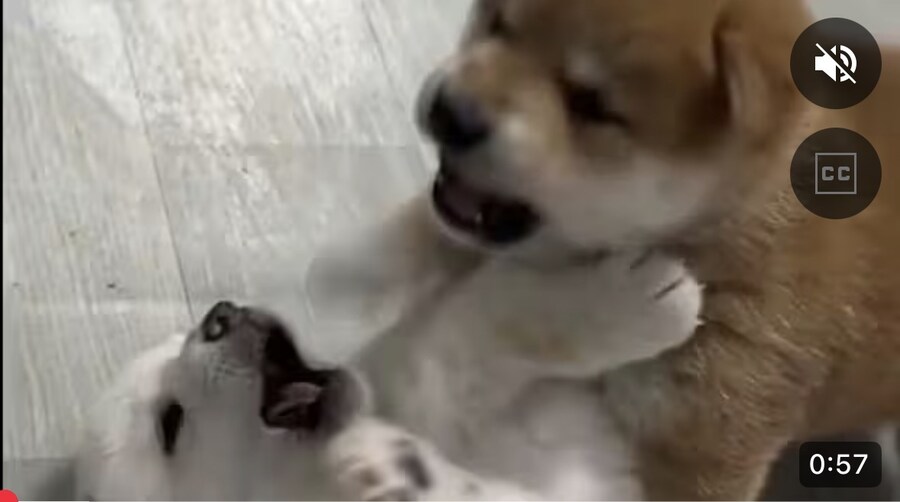 썸네일만 봐도 잔혹한 싸움.jpg_1.jpg