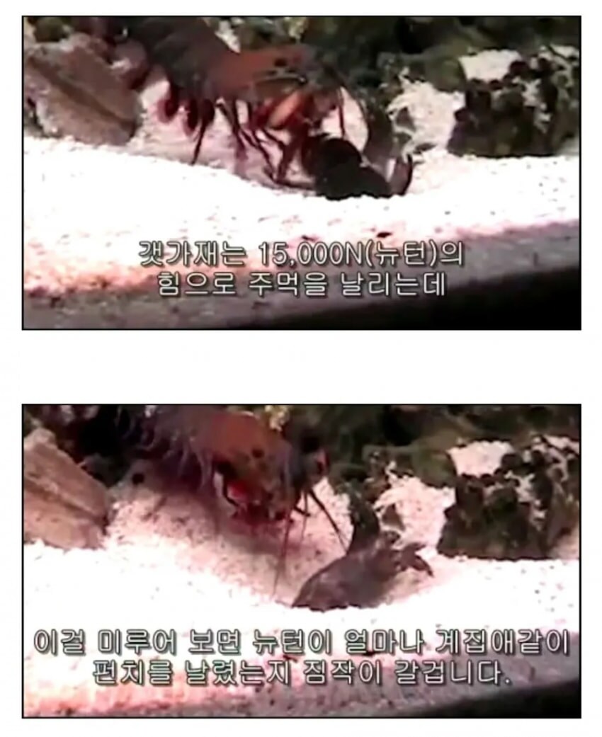 갯가재의 펀치력_1.png