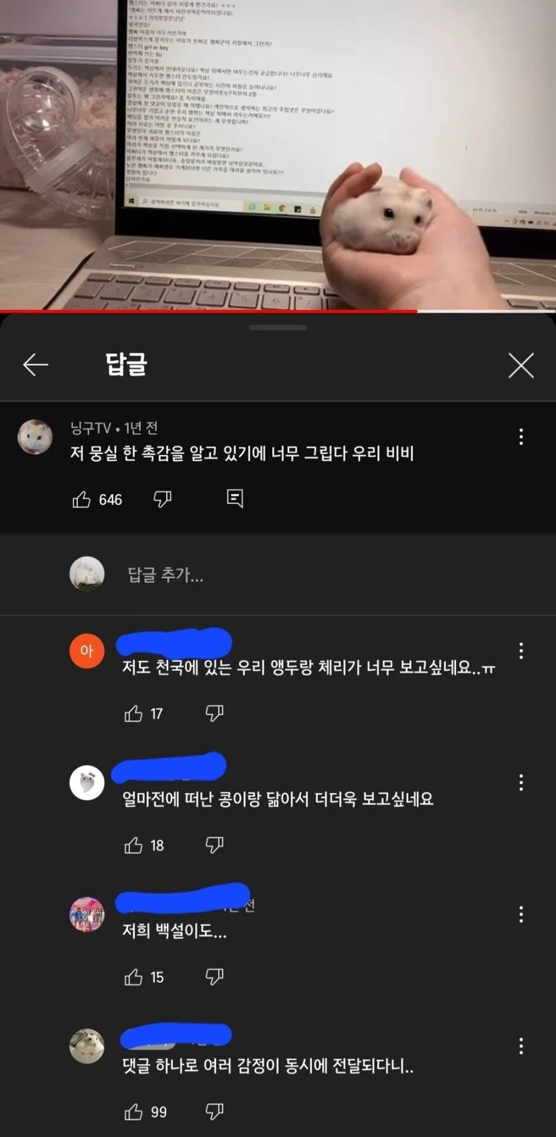 햄스터를 그리워하는 집사들_1.webp