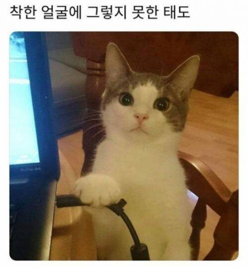 착한얼굴에 그렇지 못한 태도.jpg_1.jpg