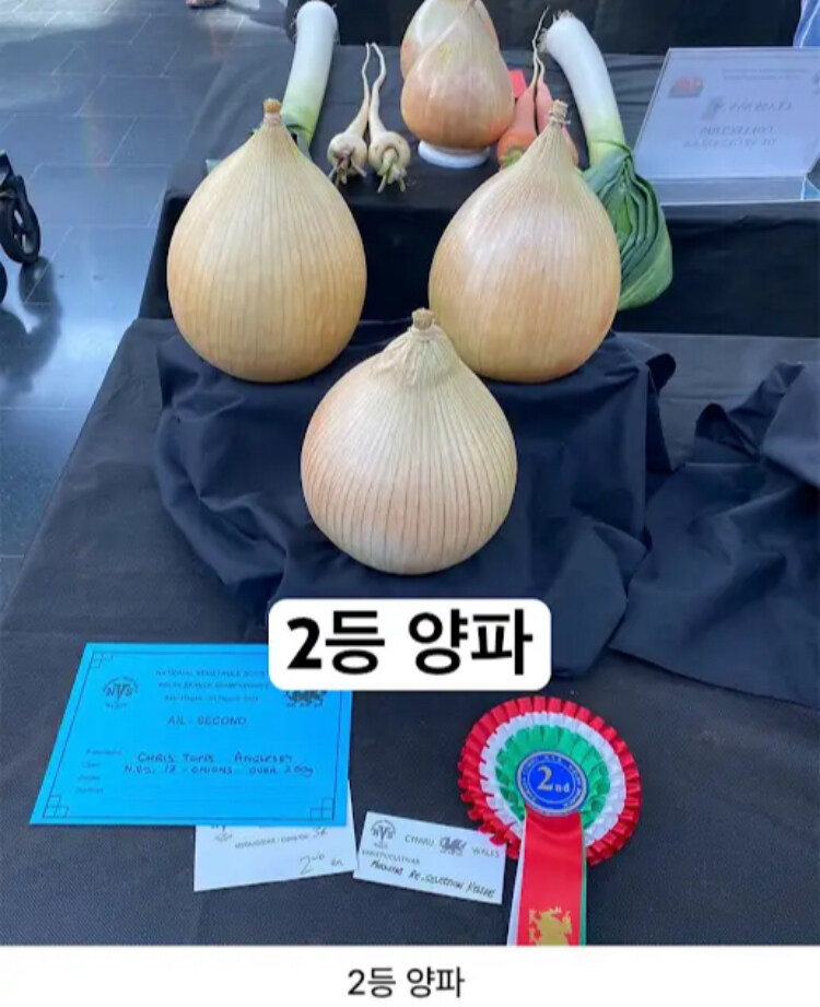 영국에 있는 독특한 대회_6.jpg