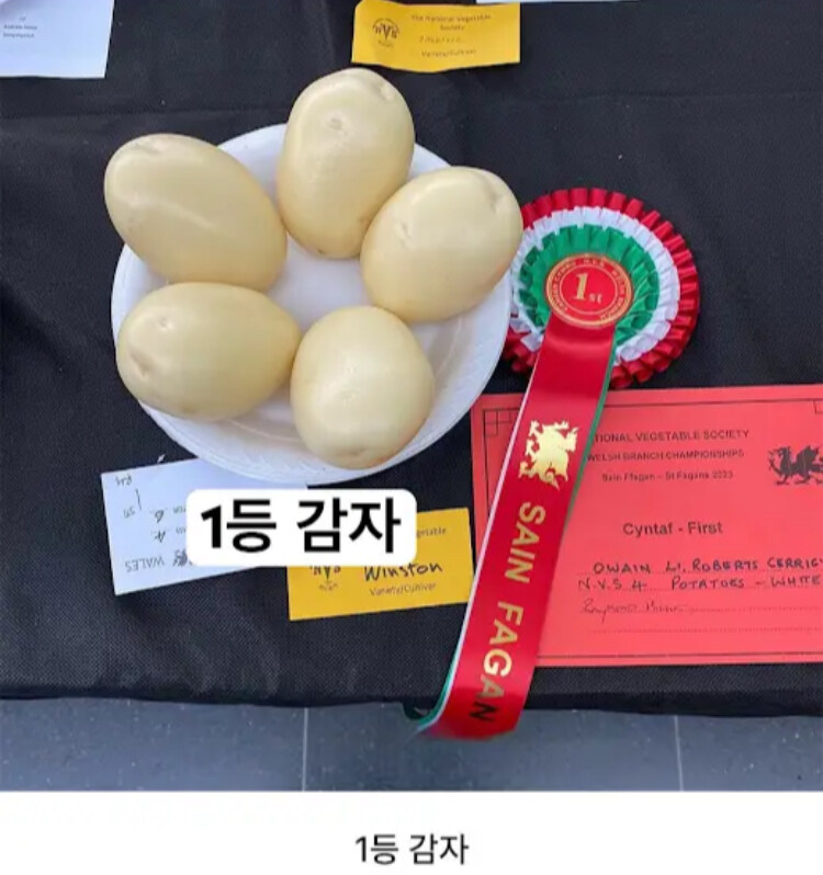 영국에 있는 독특한 대회_8.jpg