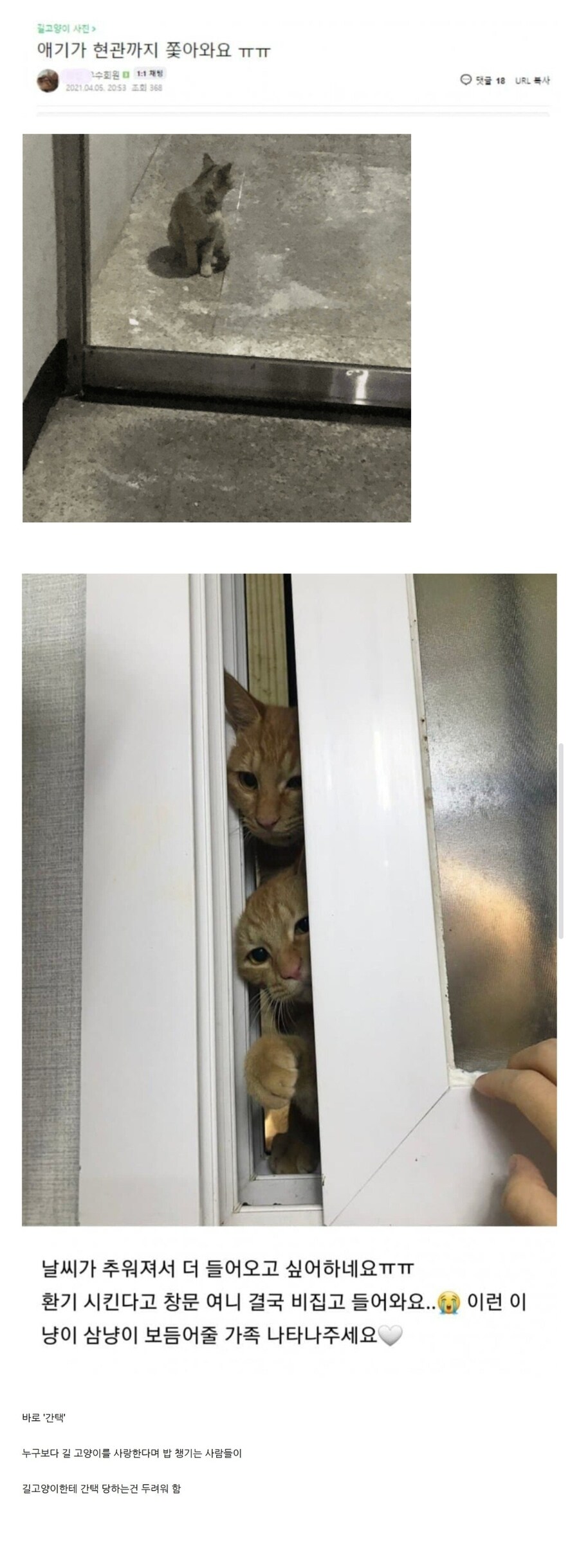 캣맘들이 지금 가장 두려워 하는것_1.jpg