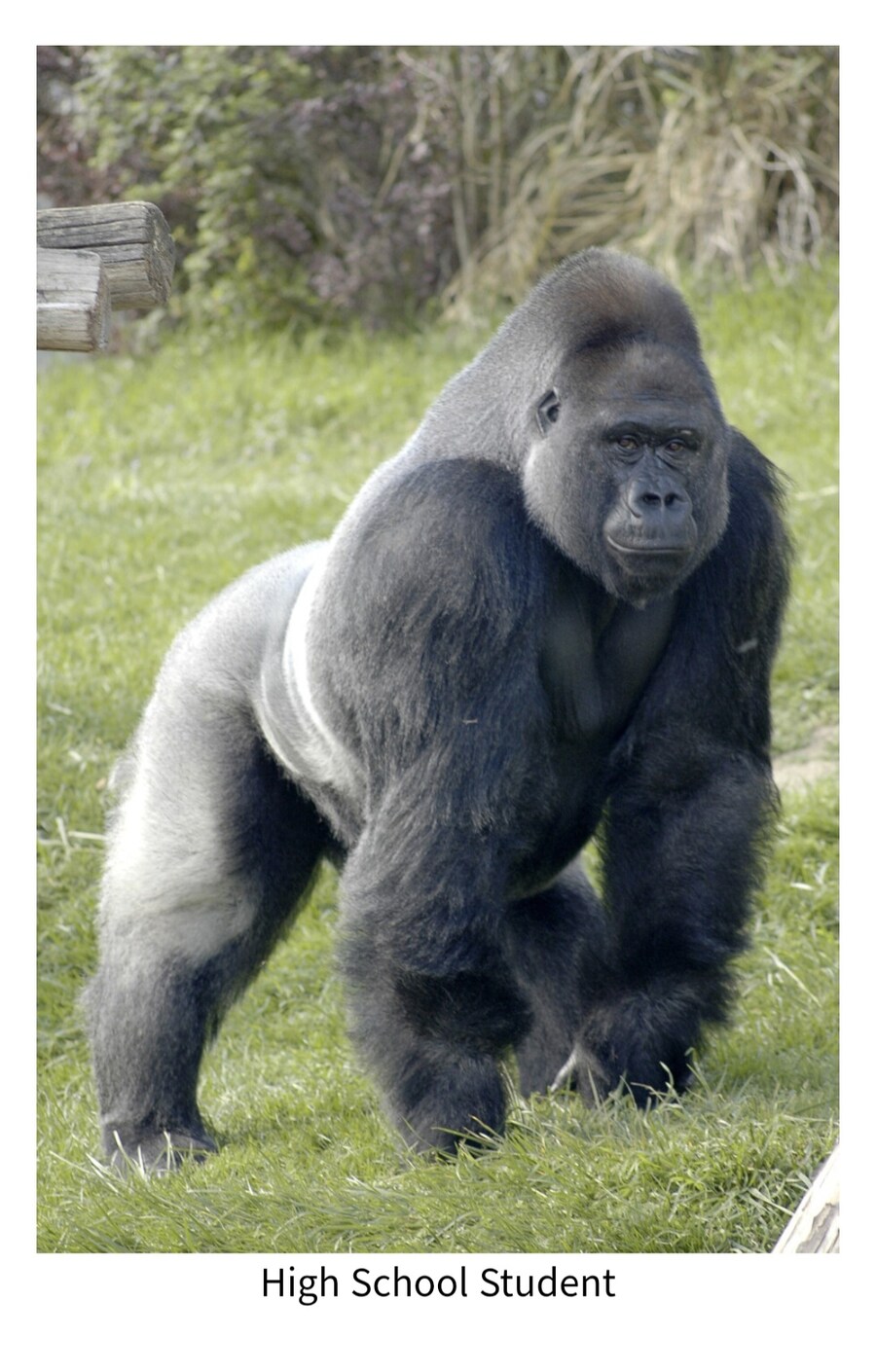 초중고 학생 보면 연상되는 동물.jpg_2.jpg