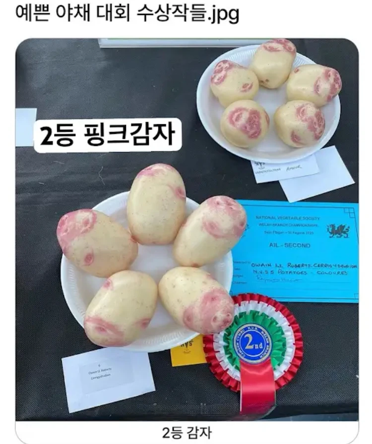 영국의 예쁜 채소대회 수상작들.jpg_5.webp