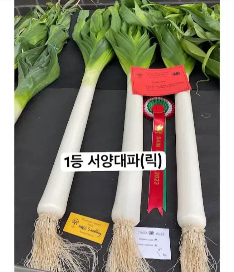영국의 예쁜 채소대회 수상작들.jpg_9.webp