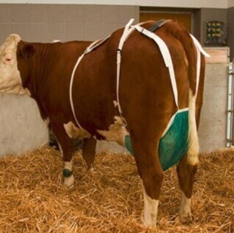 일반인들은 본적없는 사이즈의 브래지어를 찬 젖소녀_1.png