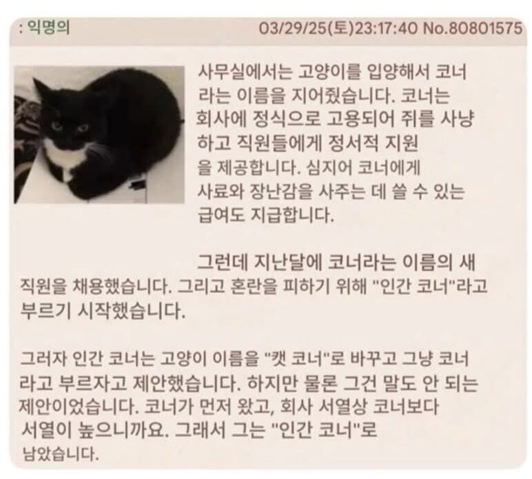 회사 고양이 vs 신입 사원 결과는?_1.jpg