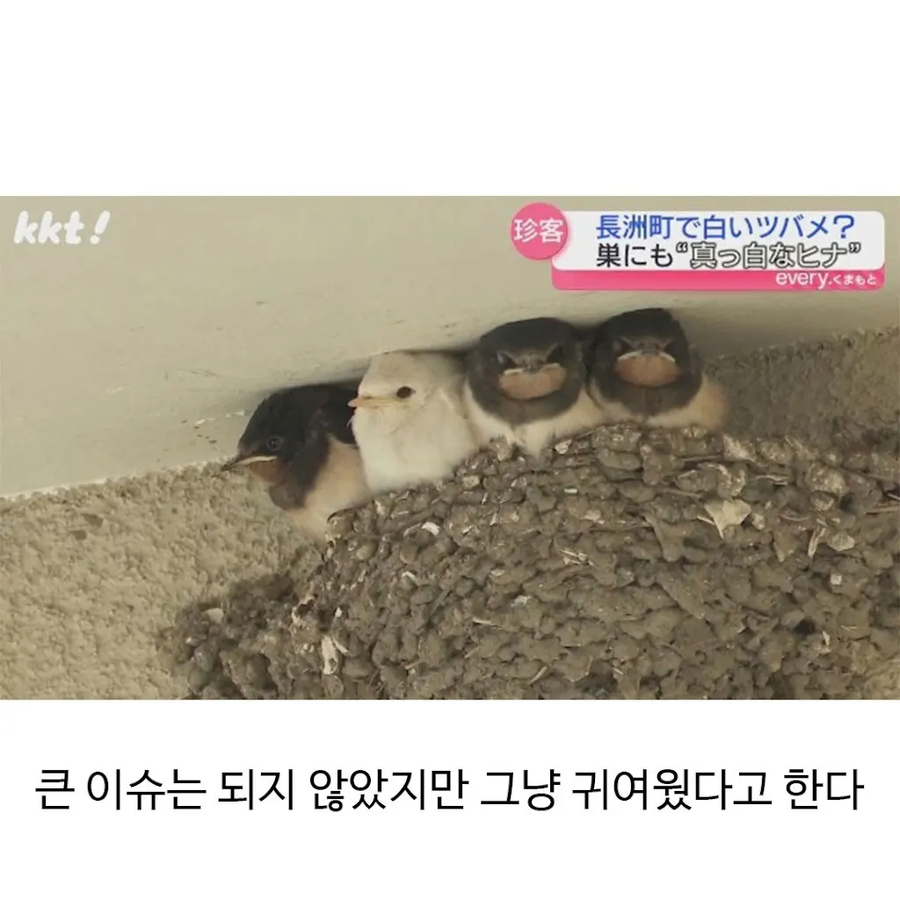 별로 유명하지도 인기있지도 않은 흰 아기제비_2.webp