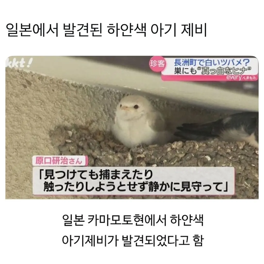 별로 유명하지도 인기있지도 않은 흰 아기제비_1.webp