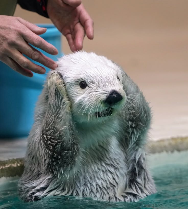 머리에 쓰는걸 좋아하는 해달.jpg_2.jpg