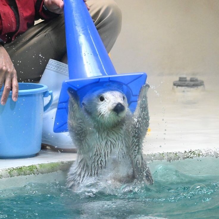 머리에 쓰는걸 좋아하는 해달.jpg_1.jpg