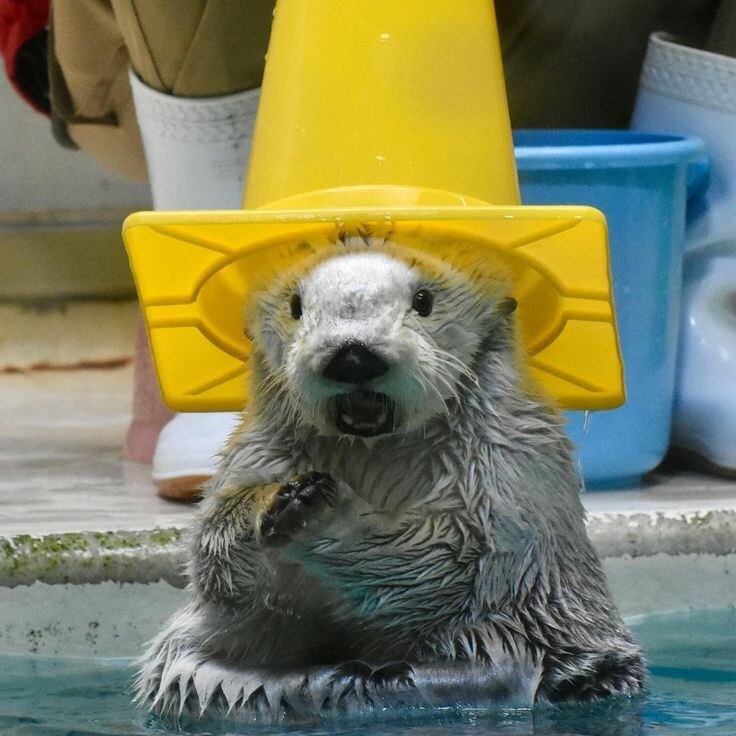 머리에 쓰는걸 좋아하는 해달.jpg_3.jpg