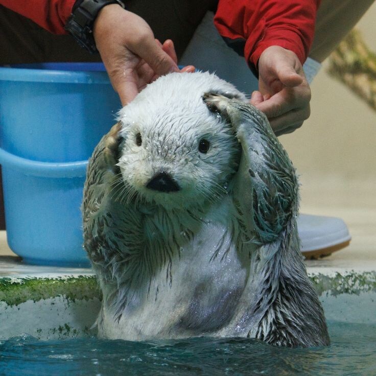 머리에 쓰는걸 좋아하는 해달.jpg_4.jpg