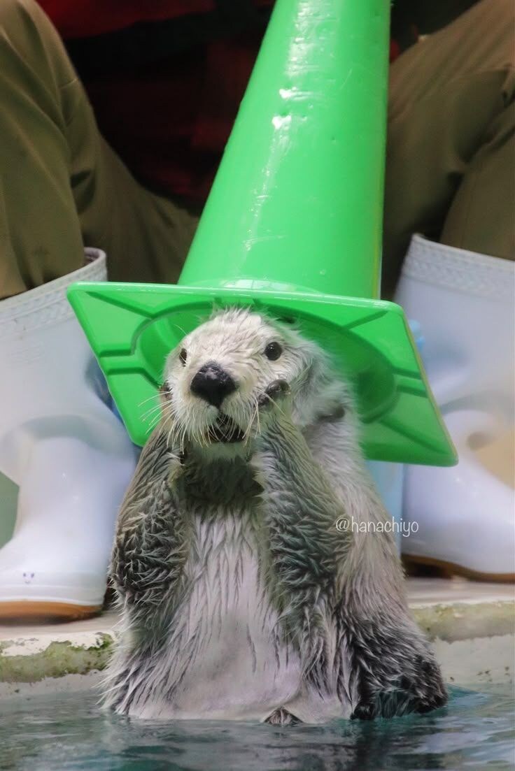 머리에 쓰는걸 좋아하는 해달.jpg_5.jpg