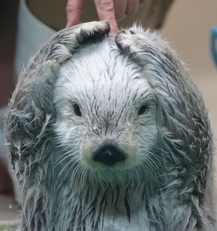 머리에 쓰는걸 좋아하는 해달.jpg_6.jpg