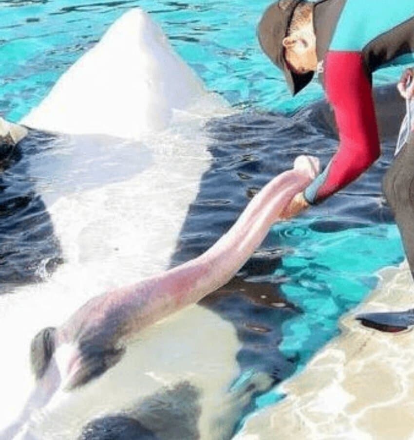 암만 찾아봐도 돌고래펠라가 읍다_1.jpg