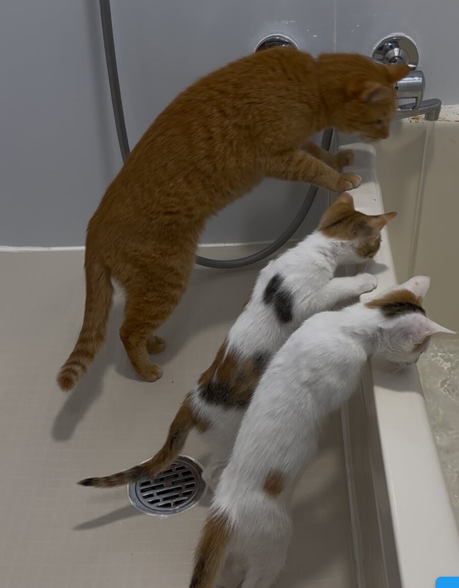 목욕물을 구경하는 고양이들.jpg_1.jpg