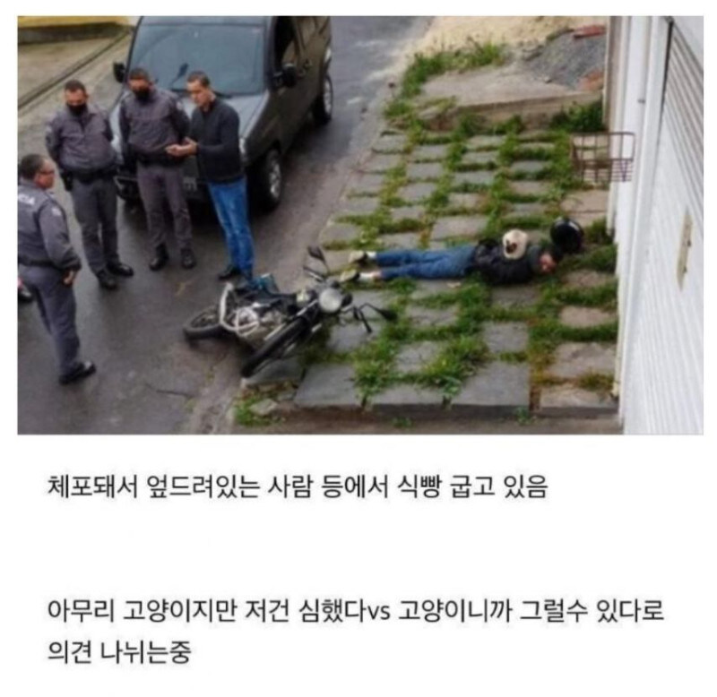 제압된 현행범 위에 올라탄 고양이_1.jpg